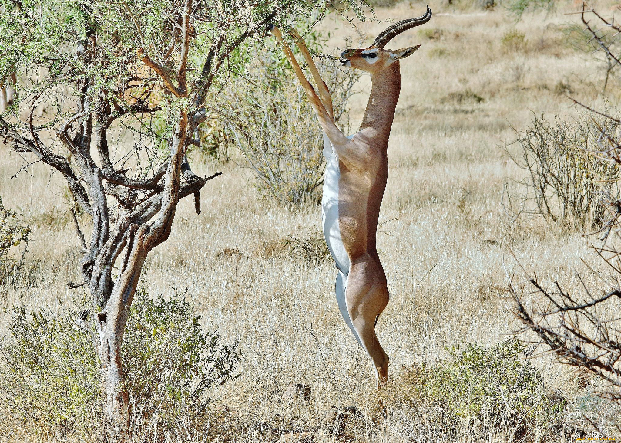 gerenuk, , , , , , , , 